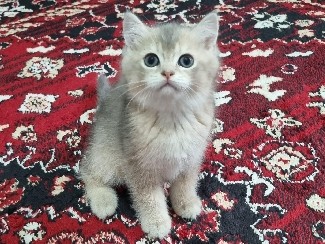 Image of British Shorthair