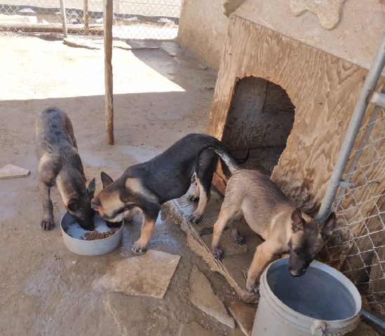 Belgian Shepherd Dog (Malinois) – 3 Males Belgian Malinois Purebred Puppies.