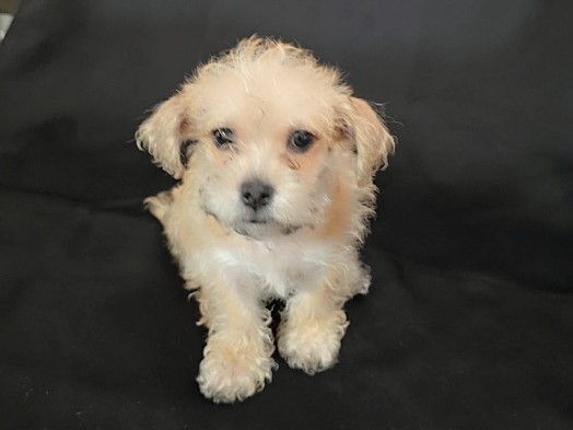 adorable puppies – La Puente