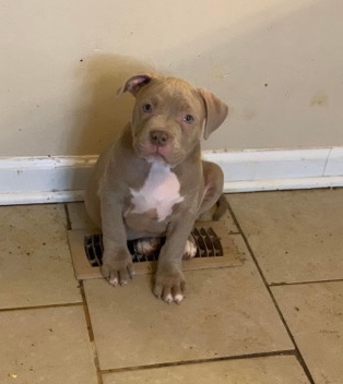 American Bully