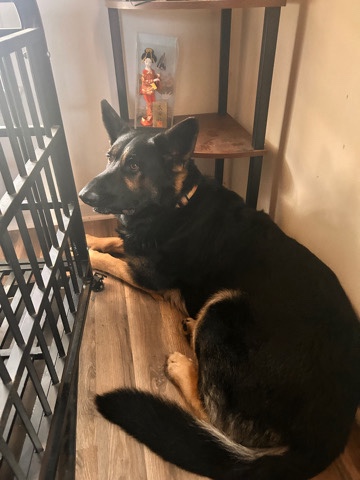 German Shepherd – German Shepard
