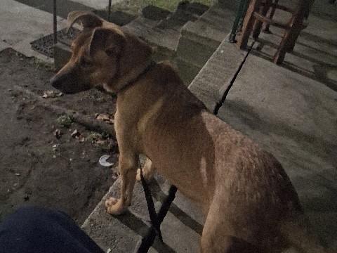 Mixed Breed – rehome – Augusta