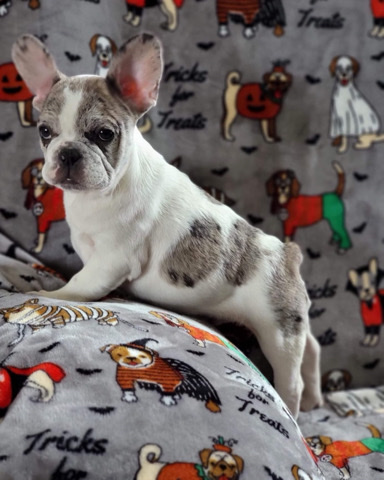 French Bulldog – French bulldog male