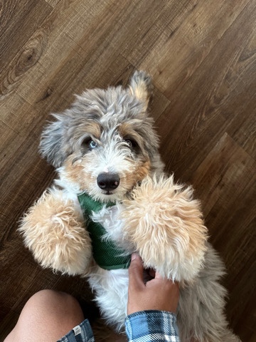 Unique Bernedoodle