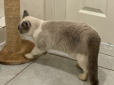 Siamese – Eine wunderschöne Kater. – فلنسبورغ