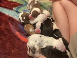 American Pit Bull Terrier – puppies – Chuckey