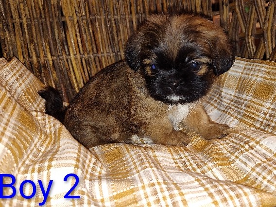 Shih Tzu – Mix shih Tzu puppies – Los Lunas