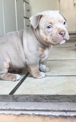 American Bulldog – Adorable American Bully Puppy 1-Year Vet Guarantee! – New York