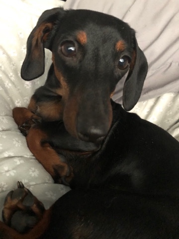 Dachshund – Deloris, miniature dachshund