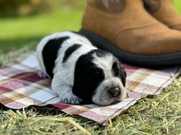 English Springer Spaniels