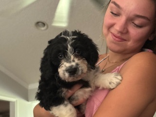 aussiedoodle – Douglas