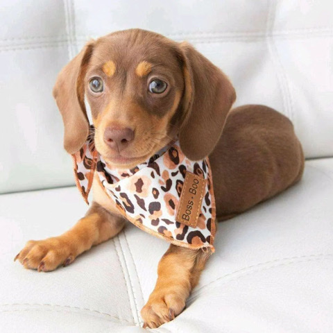 Dachshund – Adorable Dachshund puppies for good homes