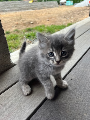 Russian White, Black and Tabby – gray baby kitten