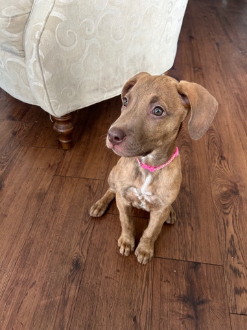 Vizsla – Vizsla