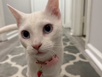 American Shorthair – Healthy 1-Year-Old American Shorthair Cat – Glenarden