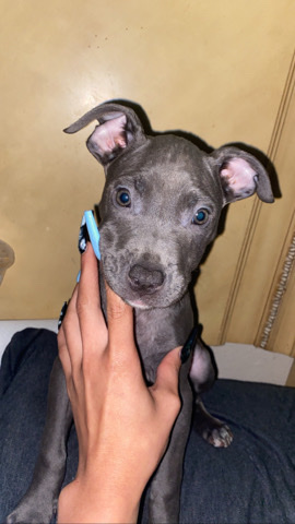 Puppies For Sale