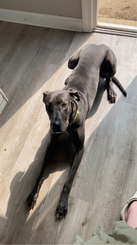 Great Dane – Nebula