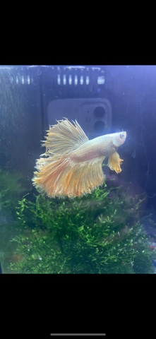 fish