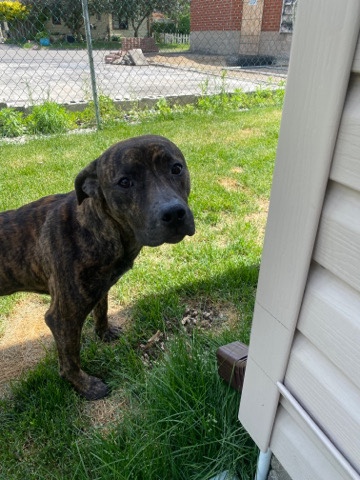 Cane Corso – Giving Away Dog For Free