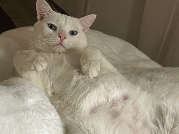 Rehoming cuddly cat – Cudahy