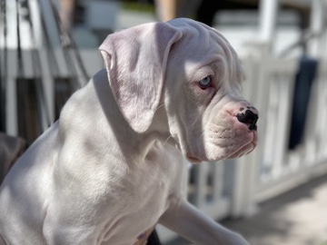 Boxer – Boxer Puppy For Sale – Old Orchard Beach