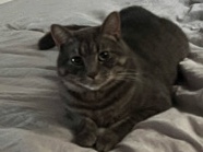 Russian White, Black and Tabby – Female Grey Tabby, 1 Years Old 🐾 – Laurel