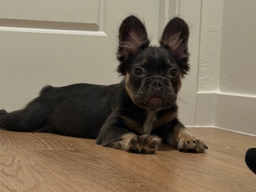 French Bulldog – Adorable French Bulldog Puppy – 6 Months Old – Registered – Mesa