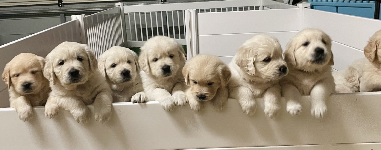 Golden Retriever – Golden Retriever