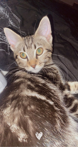 8month kitty