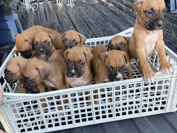 Boxer – boxer puppies – Dallas