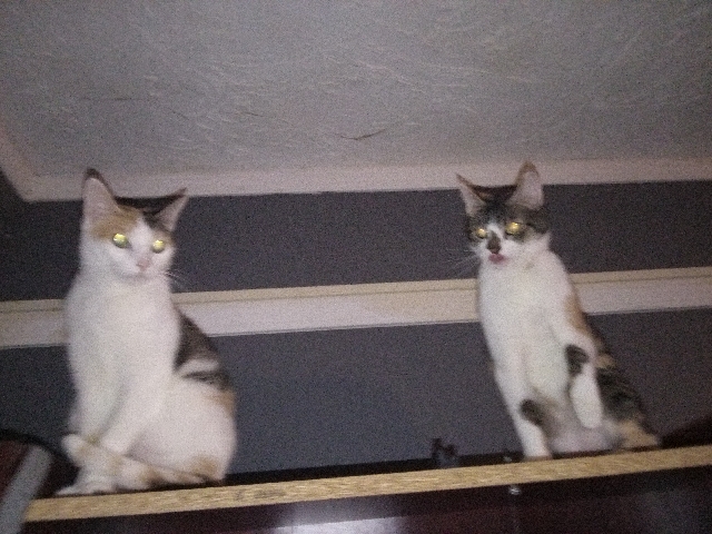Two Shy Calico Sisters Looking for a Loving Home – 3 & 2.5 Years Old – Memphis