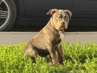 American Pit Bull Terrier – 4 month old blue tri american bully – Denver