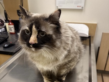 Ragdoll – Affectionate Ragdoll Cat for Rehoming – 2 Years Old – Arden-Arcade