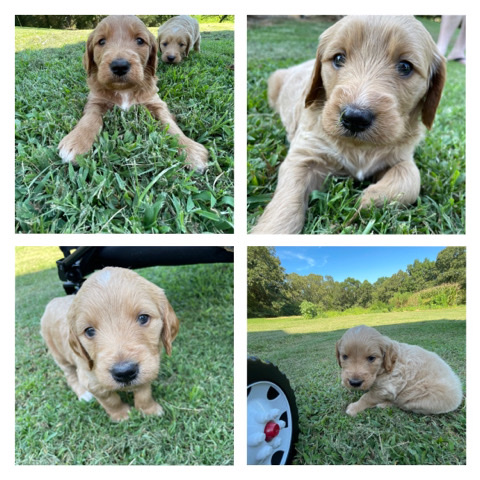 Golden Retriever – Golden Doodle Puppies