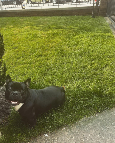 French Bulldog – French bulldog