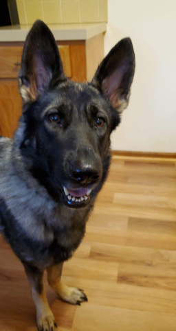 German Shepherd – female German shepherd