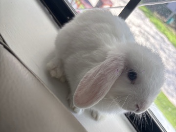 Holland Lop – Trying to rehome My bunny – Austin
