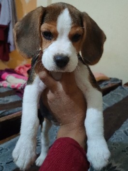 Beagle – dog