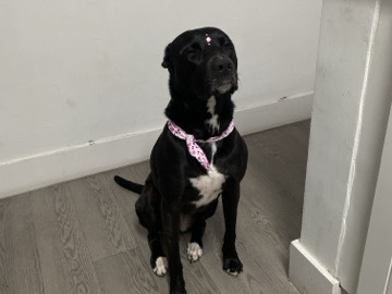 Mixed Breed – Friendly Mixed Breed Dog – 3 1/2 Years Old in Hialeah – Hialeah