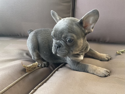 French Bulldog – blue & tan French bulldog