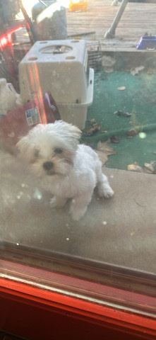 Shih Tzu – puppy