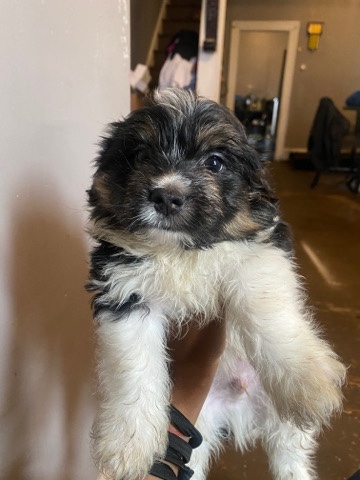 puppy