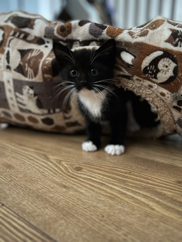 3 lovely kittens (all females)