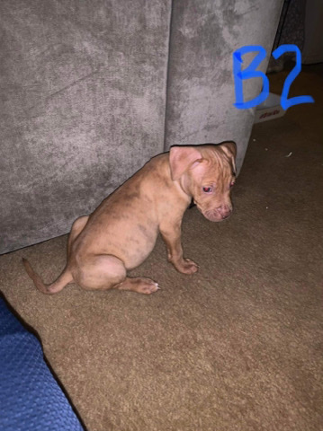 American Pit Bull Terrier – pit bull puppies