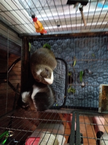 guinea pigs