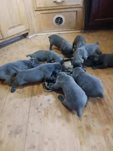 Cane Corso – AKC Champion ship blood line Mother and father on sight blue and grey puppies