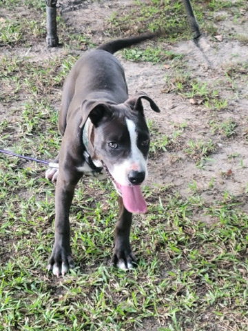 American Pit Bull Terrier – blue pit
