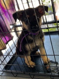 German Shepherd β Dog for sell ππ