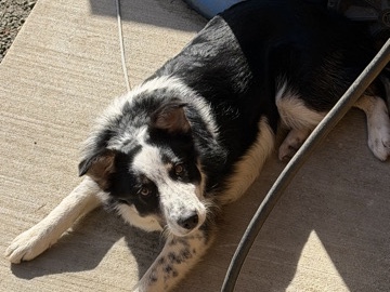 Border Collie – border collie – Battle Ground