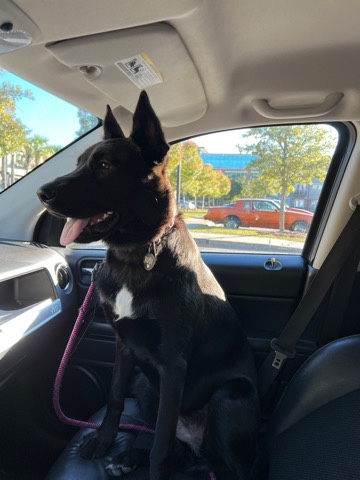 German Shepherd – Free German Shepherd/ Black Lab